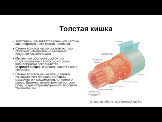 Толстая кишка Толстая кишка является конечной частью пищеварительного тракта человека. Стенки толстой