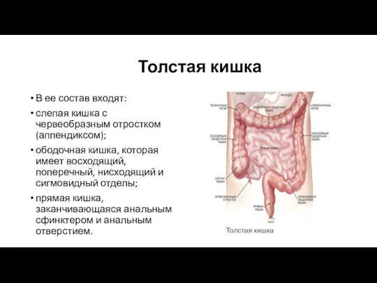 Толстая кишка В ее состав входят: слепая кишка с червеобразным отростком (аппендиксом);