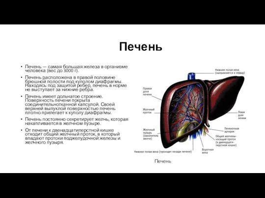 Печень Печень — самая большая железа в организме человека (вес до 3000