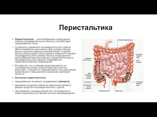 Перистальтика Перистальтика — волнообразные сокращения стенок пищеварительного канала; способствует продвижению пищи. Сложность