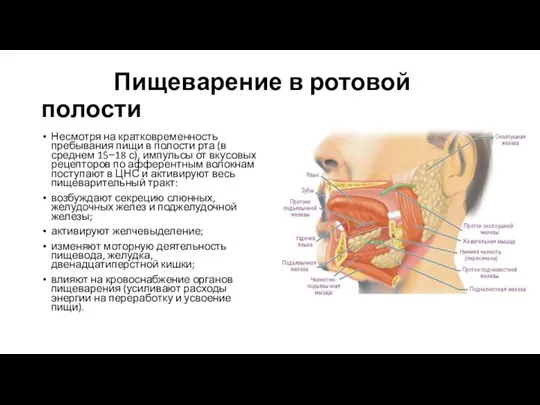 Пищеварение в ротовой полости Несмотря на кратковременность пребывания пищи в полости рта