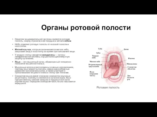 Органы ротовой полости Началом пищеварительной системы является ротовая полость, сверху ограниченная твердым