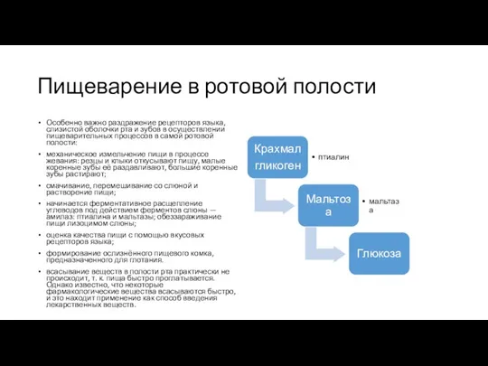 Пищеварение в ротовой полости Особенно важно раздражение рецепторов языка, слизистой оболочки рта