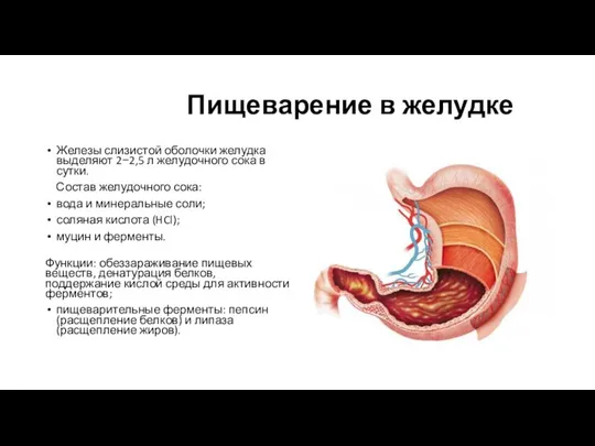 Пищеварение в желудке Железы слизистой оболочки желудка выделяют 2−2,5 л желудочного сока