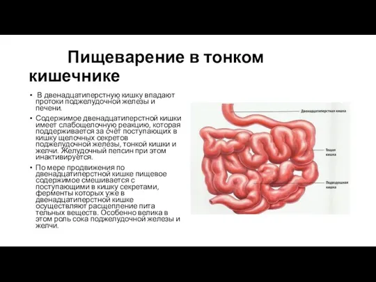 Пищеварение в тонком кишечнике В двенадцатиперстную кишку впадают протоки поджелудочной железы и