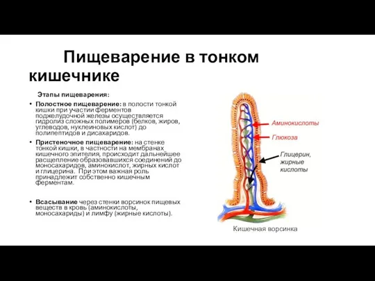 Пищеварение в тонком кишечнике Этапы пищеварения: Полостное пищеварение: в полости тонкой кишки