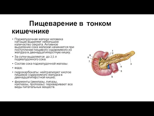 Пищеварение в тонком кишечнике Поджелудочная железа человека натощак выделяет небольшое количество секрета.