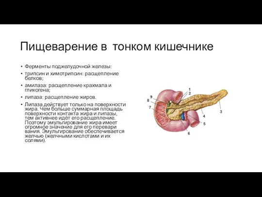 Пищеварение в тонком кишечнике Ферменты поджелудочной железы: трипсин и химотрипсин: расщепление белков;