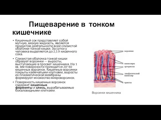 Пищеварение в тонком кишечнике Кишечный сок представляет собой мутную, вязкую жид­кость, является