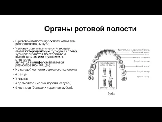 Органы ротовой полости В ротовой полости взрослого человека располагается 32 зуба. Человек