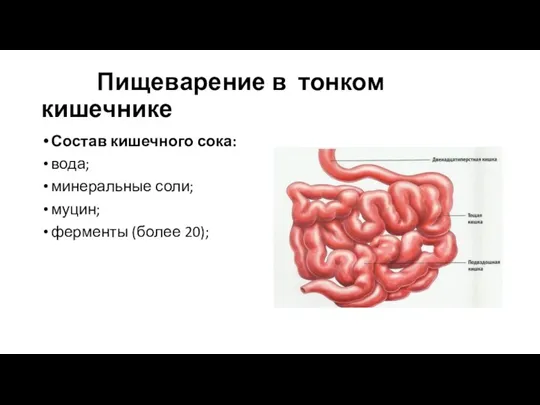 Пищеварение в тонком кишечнике Состав кишечного сока: вода; минеральные соли; муцин; ферменты (более 20);