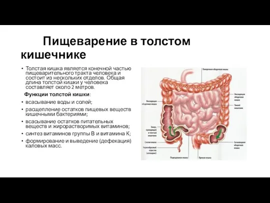 Пищеварение в толстом кишечнике Толстая кишка является конечной частью пищеварительного тракта человека