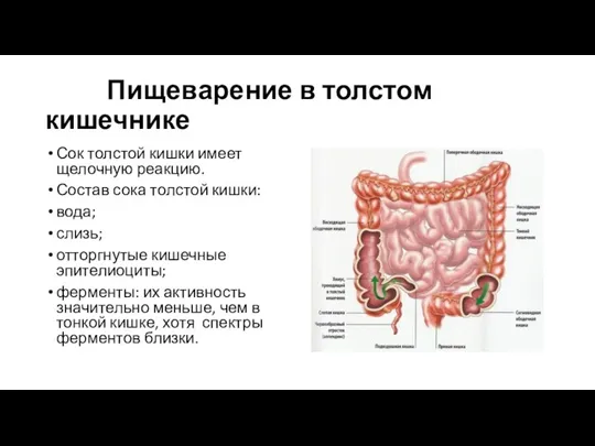 Пищеварение в толстом кишечнике Сок толстой кишки имеет щелочную реакцию. Состав сока