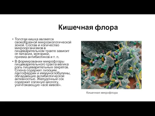 Кишечная флора Толстая кишка является своеобразной микроэкологической зоной. Состав и количество микроорганизмов