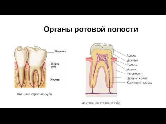 Органы ротовой полости Внешнее строение зуба Внутреннее строение зуба