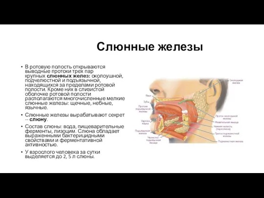 Слюнные железы В ротовую полость открываются выводные протоки трех пар крупных слюнных