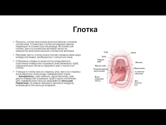 Глотка Полость глотки выстлана многослойным плоским эпителием. Слизистая глотки непосредственно переходит в