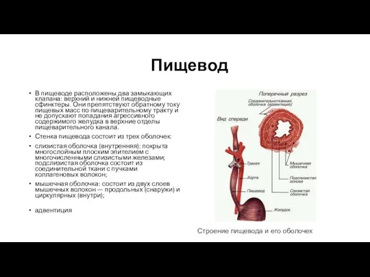 Пищевод В пищеводе расположены два замыкающих клапана: верхний и нижней пищеводные сфинктеры.