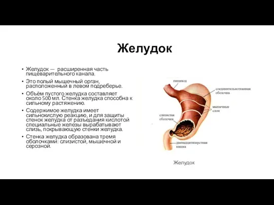 Желудок Желудок — расширенная часть пищеварительного канала. Это полый мышечный орган, расположенный