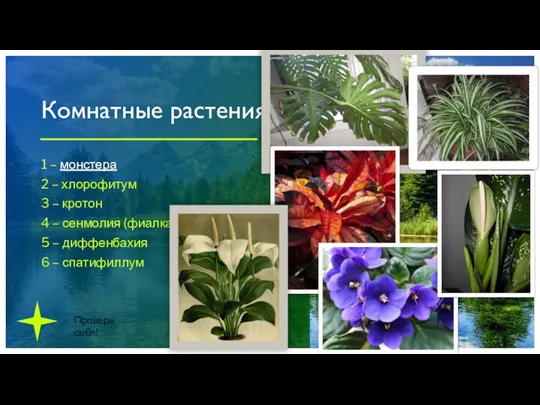 Комнатные растения 1 – монстера 2 – хлорофитум 3 – кротон 4