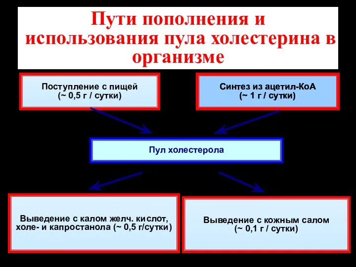 Пути пополнения и использования пула холестерина в организме Пул холестерола Поступление с