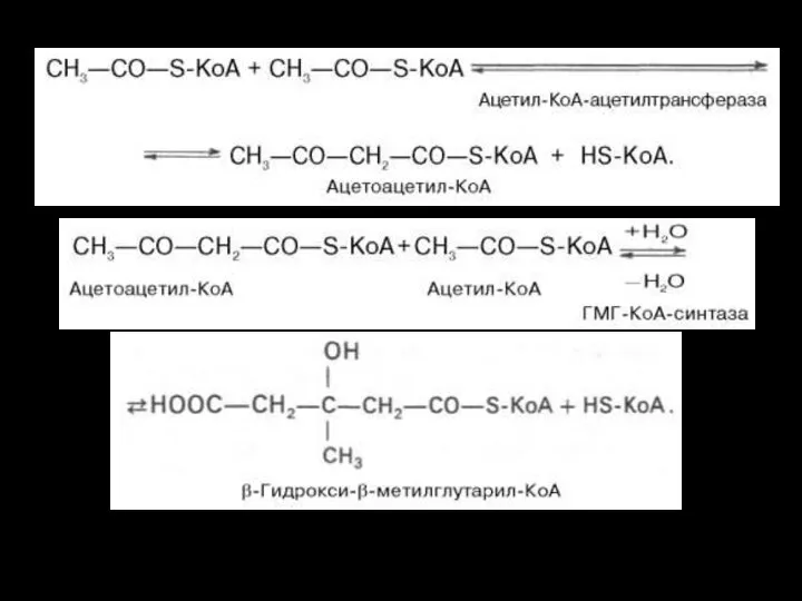 I – превращение активного ацетата в мевалоновую кислоту