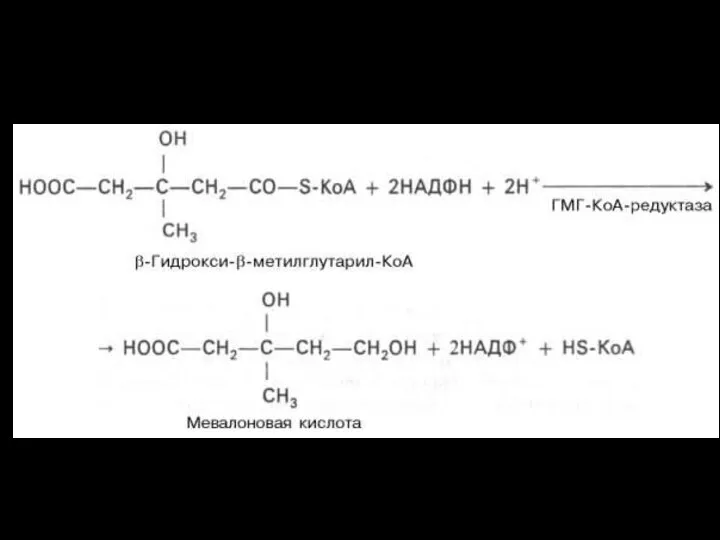 β-гидрокси-β-метилглутарил-КоА под действием регуляторного фермента НАДФ-зависимой гидроксиметилглутарил-КоА-редуктазы (ГМГ-КоА-редуктаза) в результате восстановления одной
