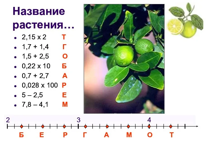 Название растения… 2,15 х 2 Т 1,7 + 1,4 Г 1,5 +