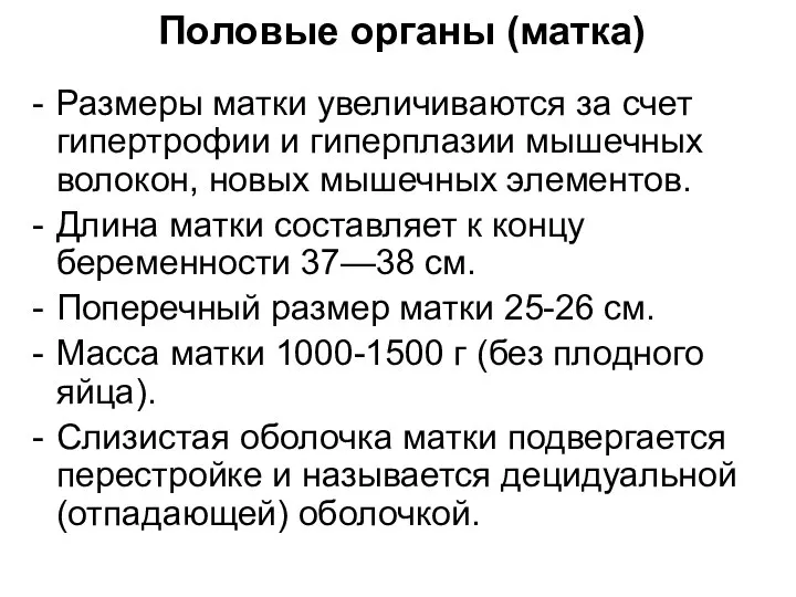 Половые органы (матка) Размеры матки увеличиваются за счет гипертрофии и гиперплазии мышечных