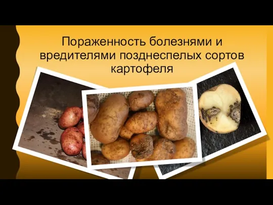 Пораженность болезнями и вредителями позднеспелых сортов картофеля
