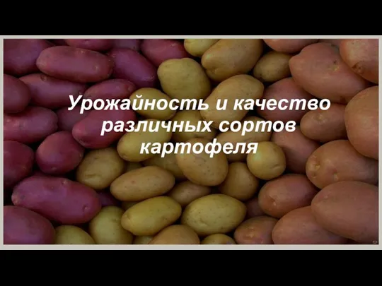 Урожайность и качество различных сортов картофеля