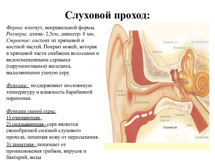 Слуховой проход: Форма: изогнут, неправильной формы. Размеры: длина- 2,5см, диаметр- 8 мм.