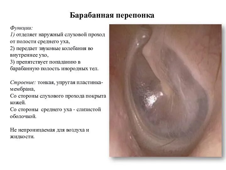 Барабанная перепонка Функции: 1) отделяет наружный слуховой проход от полости среднего уха,