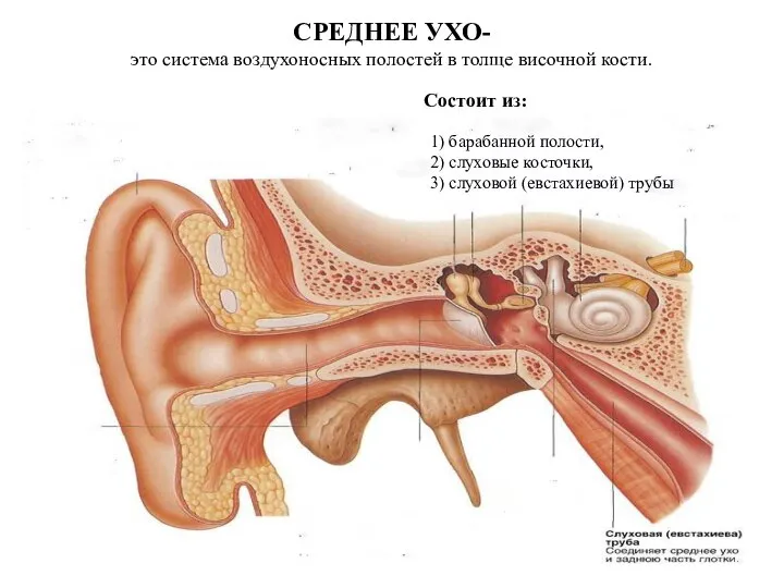 СРЕДНЕЕ УХО- это система воздухоносных полостей в толще височной кости. Состоит из: