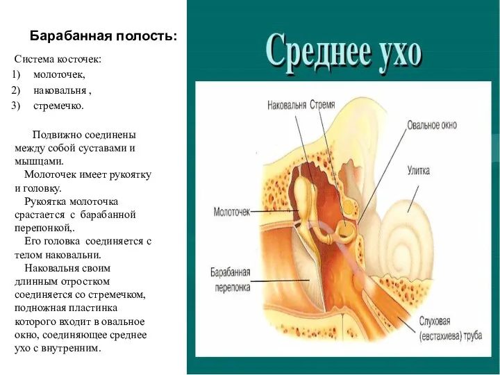 Барабанная полость: Система косточек: молоточек, наковальня , стремечко. Подвижно соединены между собой