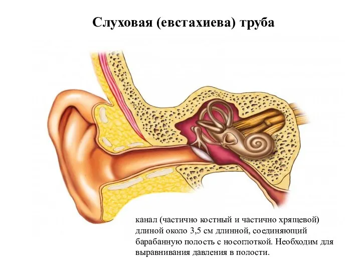 Слуховая (евстахиева) труба канал (частично костный и частично хрящевой) длиной около 3,5