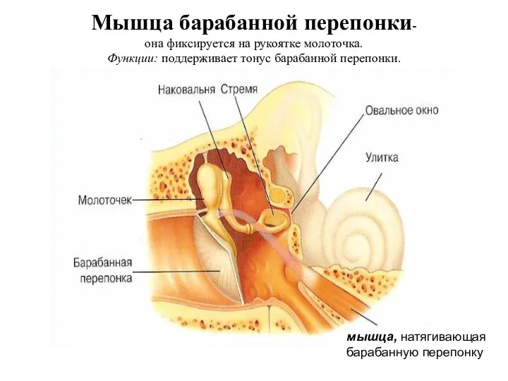 Мышца барабанной перепонки- она фиксируется на рукоятке молоточка. Функции: поддерживает тонус барабанной