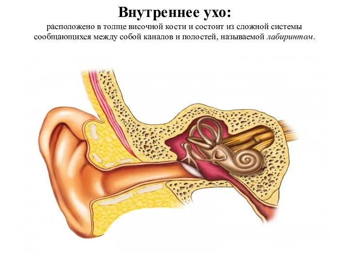 Внутреннее ухо: расположено в толще височной кости и состоит из сложной системы