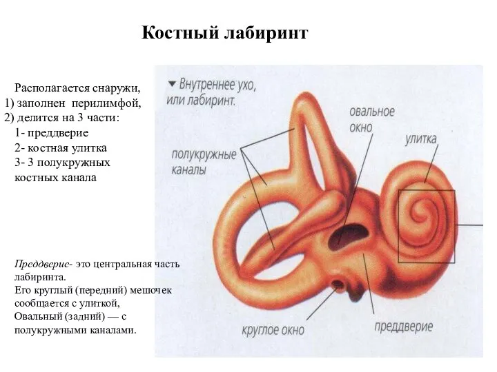 Костный лабиринт Располагается снаружи, заполнен перилимфой, делится на 3 части: 1- преддверие