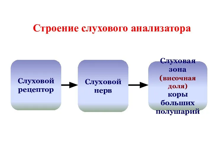 Строение слухового анализатора Слуховой рецептор Слуховой нерв Слуховая зона (височная доля) коры больших полушарий