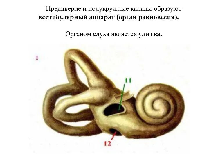 Преддверие и полукружные каналы образуют вестибулярный аппарат (орган равновесия). Органом слуха является улитка.