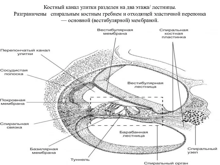 Костный канал улитки разделен на два этажа/ лестницы. Разграничены спиральным костным гребнем