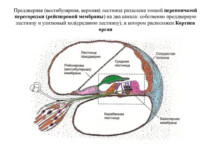 Преддверная (вестибулярная, верхняя) лестница разделена тонкой перепончатой перегородки (рейснеровой мембраны) на два