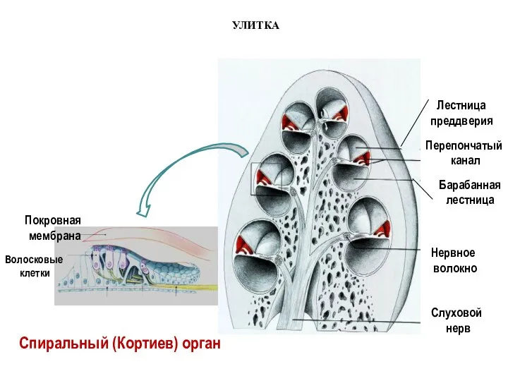 Слуховой нерв Нервное волокно Покровная мембрана Волосковые клетки Спиральный (Кортиев) орган УЛИТКА