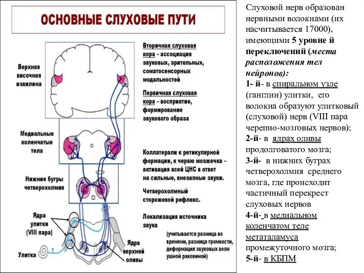 Слуховой нерв образован нервными волокнами (их насчитывается 17000), имеющими 5 уровне й