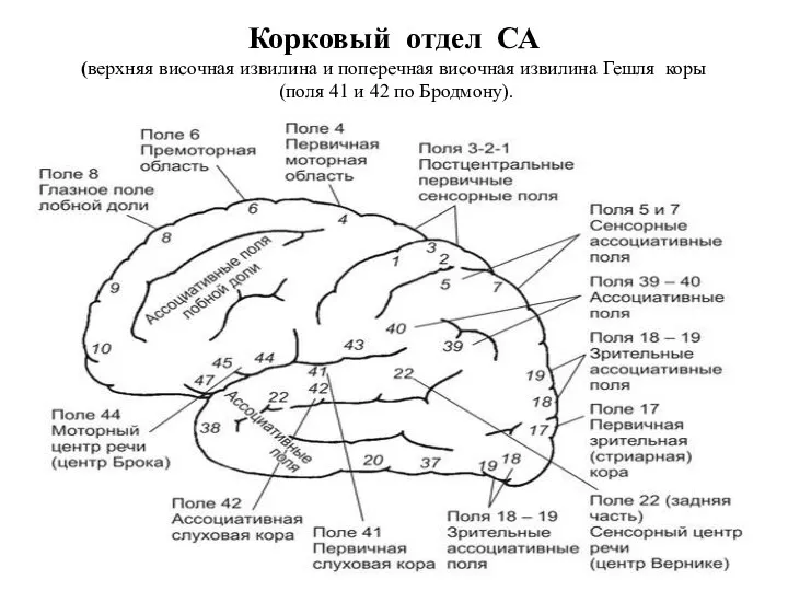 Корковый отдел СА (верхняя височная извилина и поперечная височная извилина Гешля коры