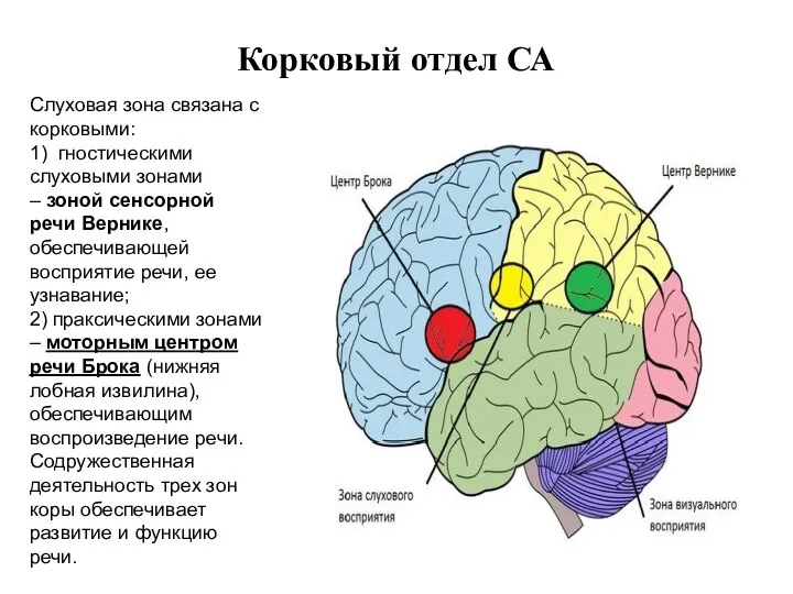 Корковый отдел СА Слуховая зона связана с корковыми: 1) гностическими слуховыми зонами