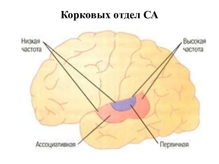 Корковых отдел СА