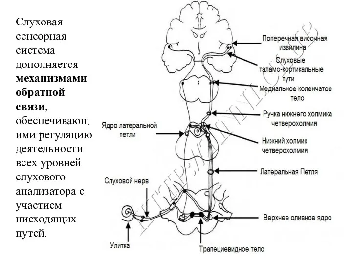 Слуховая сенсорная система дополняется механизмами обратной связи, обеспечивающими регуляцию деятельности всех уровней