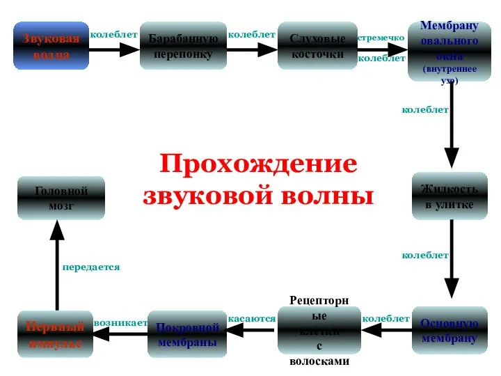 Звуковая волна Барабанную перепонку Слуховые косточки Мембрану овального окна (внутреннее ухо) Жидкость